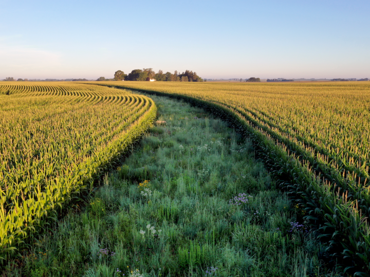 a strip of native prairie grows in the middle of corn that is golden with tassels