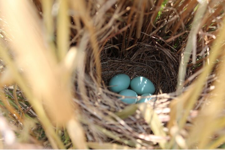 A Dickcissel nest carefully hidden in the grasses
