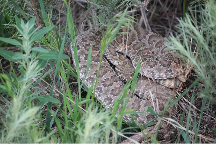 A Prairie Rattlesnake cautiously watching the photographer from below the tall grasses
