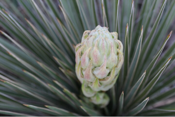 Yucca plants rely on yucca moths for their pollination and the moth larvae require the yucca seeds for development