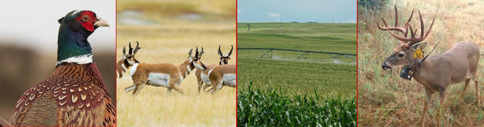 Pheasant, Pronghorn,Irrigated Corn, Deer